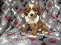 Judd-male cavapoo