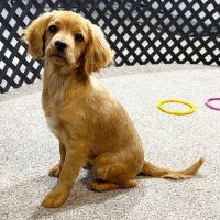 Cavapoo Puppies for sale in London, UK. price: 1,600 GBP