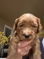 Cavapoo Puppies for sale in Corona, CA, USA. price: $1,200