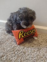 Absolutely gorgeous cavapoo puppy