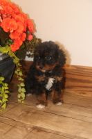 Female F1B cavapoo for sale