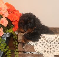 Female F1B cavapoo for sale