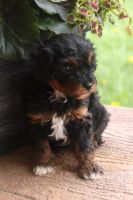 Female F1B cavapoo for sale