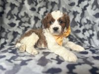 Bodie-male cavapoo
