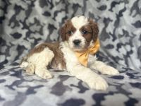 Bodie-male cavapoo