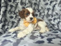 Cavapoo Puppies for sale in Lakeland, FL, USA. price: $995