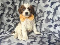 Bodie-male cavapoo