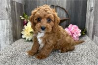 Cute Cavapoo Puppies