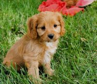 Cavapoo and CavaTzu's