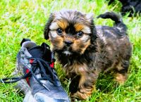 Cavapoo and CavaTzu's