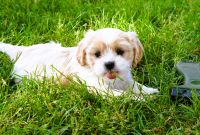 Cavapoo and CavaTzu's