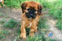 Cavapoo Puppies for sale in Seneca, KS 66538, USA. price: $900