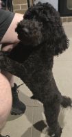 Cavoodle puppies for adoption