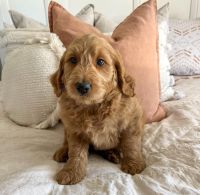 Cavoodle Puppies and adult for adoption