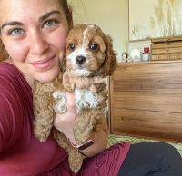 Cavoodle Puppies and adult for adoption