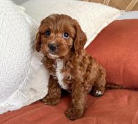 Cavoodle Puppies and adult for adoption