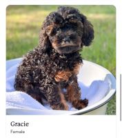 Cavapoo and poodle puppies
