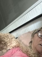 Cavapoo and poodle puppies