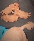 New 1 week old cavapoochons will be ready for new home in two months