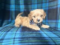 Cavapoo Puppies for sale in Lakeland, FL, USA. price: $995