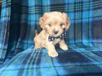 Lane-male cavapoo