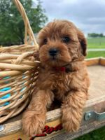 10 week old Cavapoo puppy for sale