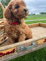 10 week old Cavapoo puppy for sale
