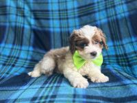 Prince-male cavapoo
