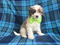 Prince-male cavapoo