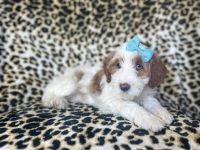 Macy-female cavapoo