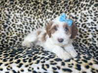 Macy-female cavapoo