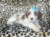 Macy-female cavapoo