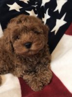 Cavapoo Puppies for sale in Fredericksburg, VA 22401, USA. price: $800