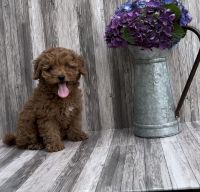 Cavapoo Puppies!
