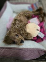 Cavapoo puppy needs a loving home