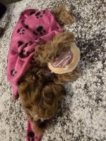 Cavapoo puppy needs a loving home