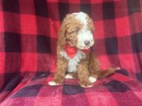 Cavapoo Puppies for sale in Lakeland, FL, USA. price: NA