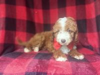 Ace-male cavapoo