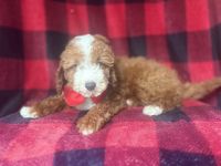 Ace-male cavapoo