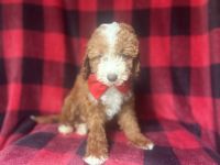 Ace-male cavapoo