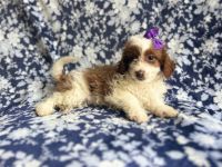 Beauty-female cavapoo