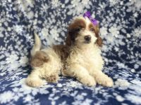 Cavapoo Puppies for sale in Lakeland, FL, USA. price: $495