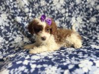 Beauty-female cavapoo