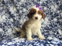 Beauty-female cavapoo