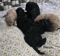 Cavapoo Puppies for sale in Ormeau QLD 4208, Australia. price: $2,000