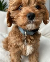 Cavapoo Puppies available now