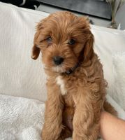 Cavapoo Puppies for sale in Liverpool, UK. price: NA