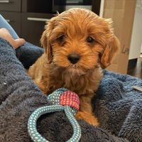 Cavapoo Puppies for sale in Liverpool, UK. price: 1,450 GBP
