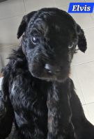 Cavoodle puppies for adoption