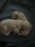 Cavapoo puppies